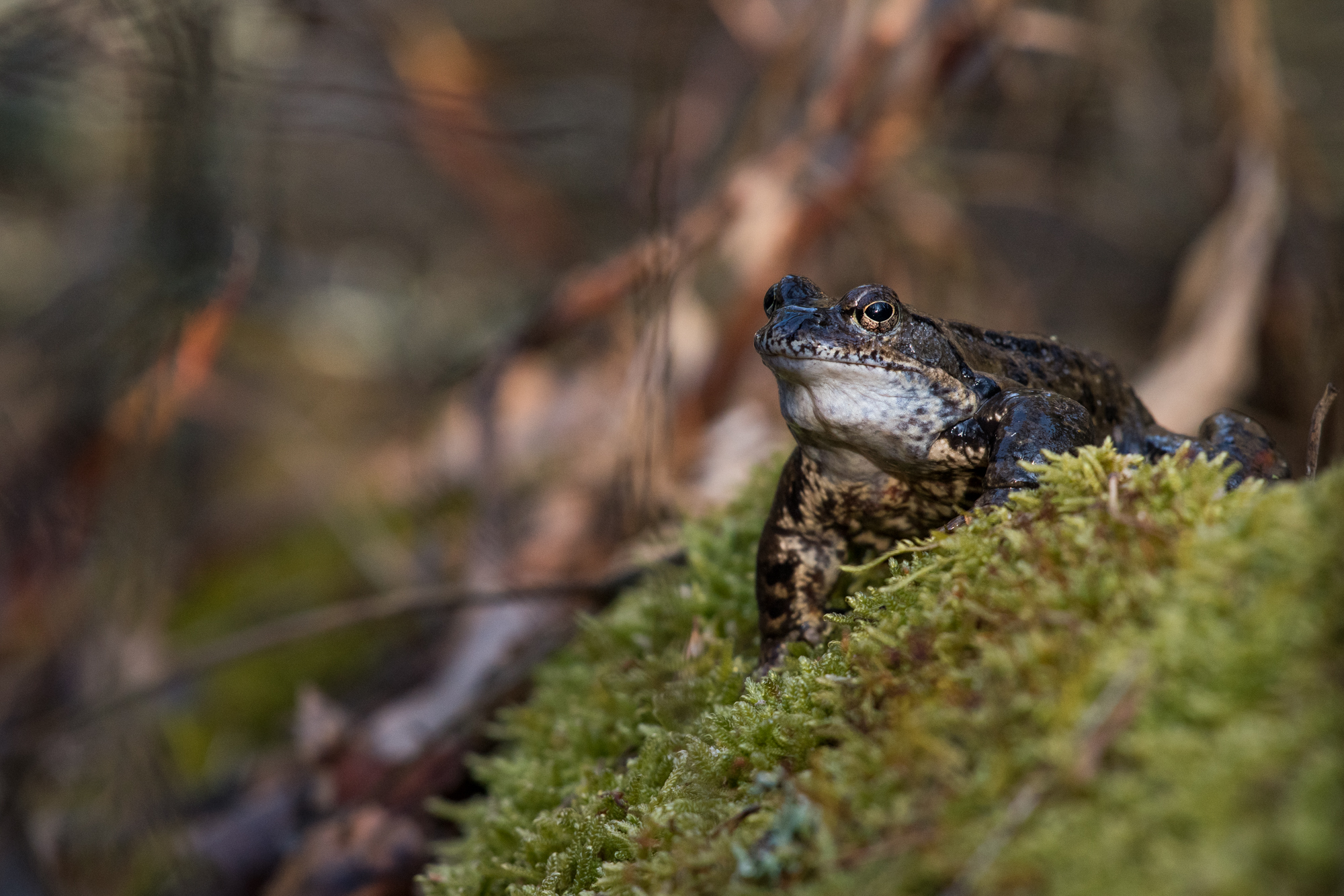 Svensk vanlig groda. Riktigt skarpa närbilder. Spana in galleriet...